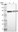 Anti-MYEF2 Antibody