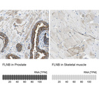 Anti-FLNB Antibody