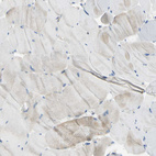 Immunohistochemical staining of human skeletal muscle shows low expression in myocytes as expected.
