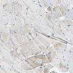 Immunohistochemical staining of human skeletal muscle shows low expression in myocytes as expected.