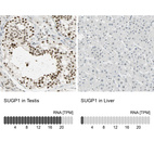 Anti-SUGP1 Antibody