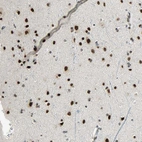 Immunohistochemical staining of human Cerebral cortex shows strong nuclear positivity in neuronal and glial cells.