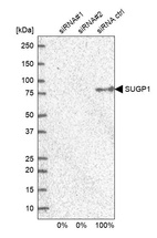 Western blot analysis in U2OS cells transfected with control siRNA, target specific siRNA probe #1 and #2, using Anti-SUGP1 antibody. Remaining relative intensity is presented.