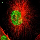 Immunofluorescent staining of human cell line U-251 MG shows localization to nucleoplasm.