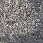 Immunohistochemical staining of human lymph node shows moderate to strong nuclear positivity in germinal center cells.