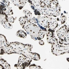 Immunohistochemical staining of human placenta shows strong nuclear positivity in trophoblastic cells.