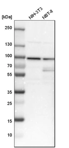 Western blot analysis in mouse cell line NIH-3T3 and rat cell line NBT-II.