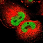 Immunofluorescent staining of human cell line U-251 MG shows localization to nucleoplasm.