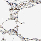 Anti-IRF3 Antibody