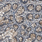 Immunohistochemical staining of human small intestine shows moderate cytoplasmic positivity in glandular cells.