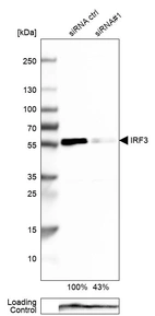 Western blot analysis in A-549 cells transfected with control siRNA, target specific siRNA probe #1, using Anti-IRF3 antibody. Remaining relative intensity is presented. Loading control: Anti-GAPDH.