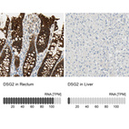 Anti-DSG2 Antibody