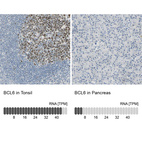 Anti-BCL6 Antibody