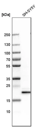 Western blot analysis in human cell line SH-SY5Y.