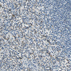 Anti-DIAPH1 Antibody