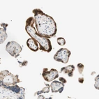 Immunohistochemical staining of human placenta shows moderate to strong cytoplasmic positivity in trophoblastic cells.