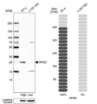 Western blot analysis in human cell line RT-4 and human cell line U-251 MG.