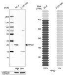 Western blot analysis in human cell line RT-4 and human cell line U-251 MG.