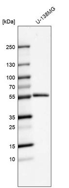 Anti-MMP1 Antibody