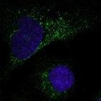 Immunofluorescent staining of human cell line U-2 OS shows localization to vesicles.