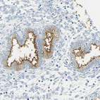 Immunohistochemical staining of human endometrium shows strong positivity in apical membrane in glandular cells.