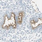 Immunohistochemical staining of human endometrium shows strong positivity in apical membrane in glandular cells.
