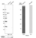 Western blot analysis in human cell line CACO-2 and human cell line HEK 293.