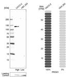 Western blot analysis in human cell line CACO-2 and human cell line HEK 293.