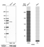 Anti-ASNS Antibody