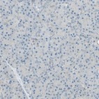 Immunohistochemical staining of human pancreas shows no cytoplasmic positivity in exocrine glandular cells as expected.