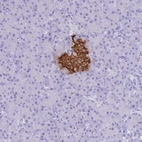 Immunohistochemical staining of human pancreas shows high expression.