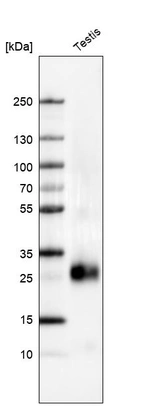 Western blot analysis in human testis tissue.