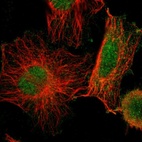 Immunofluorescent staining of human cell line U-251 MG shows localization to nucleus & cytosol.