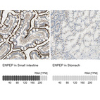 Anti-ENPEP Antibody