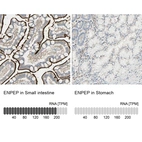 Anti-ENPEP Antibody