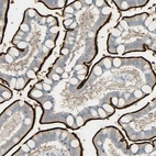 Immunohistochemical staining of human small intestine shows high expression.