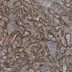 Anti-STAB1 Antibody