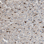 Anti-STAB1 Antibody