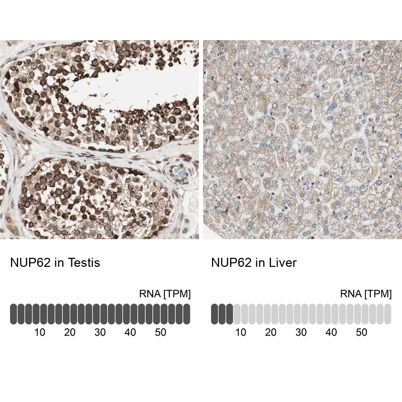 Anti-NUP62 Antibody