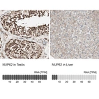 Anti-NUP62 Antibody