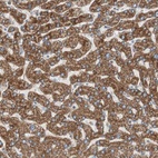 Anti-CC2D1A Antibody