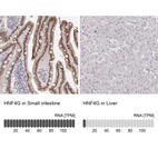 Anti-HNF4G Antibody