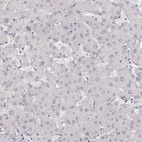 Anti-HNF4G Antibody