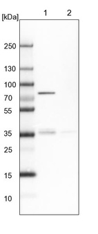 Lane 1: NIH-3T3 cell lysate (Mouse embryonic fibroblast cells)_br/_Lane 2: NBT-II cell lysate (Rat Wistar bladder tumour cells)