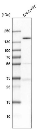 Western blot analysis in human cell line SH-SY5Y.