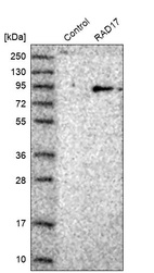 Western blot analysis in control (vector only transfected HEK293T lysate) and RAD17 over-expression lysate (Co-expressed with a C-terminal myc-DDK tag (~3.1 kDa) in mammalian HEK293T cells, LY403335).