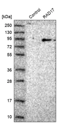Western blot analysis in control (vector only transfected HEK293T lysate) and RAD17 over-expression lysate (Co-expressed with a C-terminal myc-DDK tag (~3.1 kDa) in mammalian HEK293T cells, LY403335).