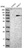 Anti-RAD17 Antibody