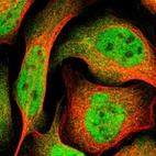 Immunofluorescent staining of human cell line U-2 OS shows localization to nucleoplasm.