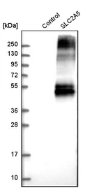 Western blot analysis in control (vector only transfected HEK293T lysate) and sLC2A5 over-expression lysate (Co-expressed with a C-terminal myc-DDK tag (~3.1 kDa) in mammalian HEK293T cells, LY401061).